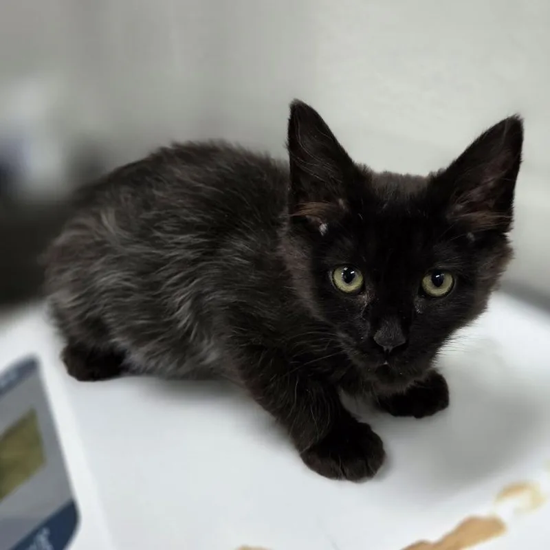 A baby small-sized female Black Domestic Medium Hair cat named Nightshade for adoption in Incline Village, NV