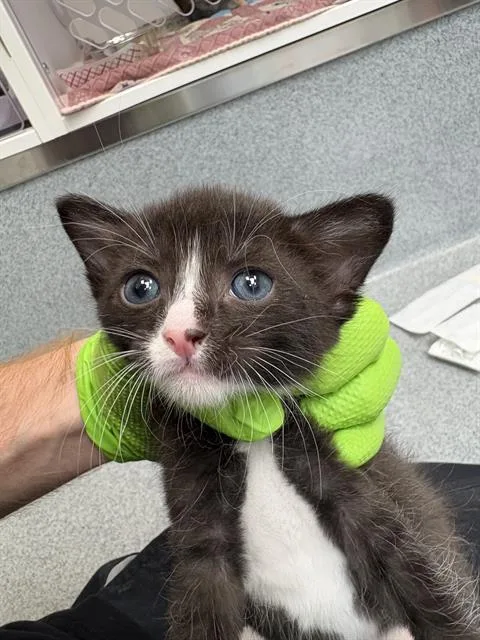 A baby small-sized male Domestic Short Hair cat named Basil for adoption in Indianapolis, IN