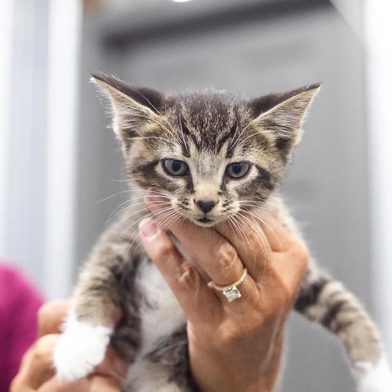 A baby small-sized male Brown / Chocolate Domestic Short Hair cat named Possum for adoption in Enfield, NH