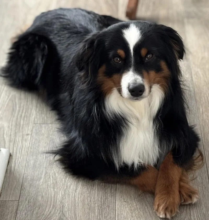 An adult small-sized male Tricolor (Brown, Black, & White) Australian Shepherd dog named Maverick for adoption in Wolcott, CT