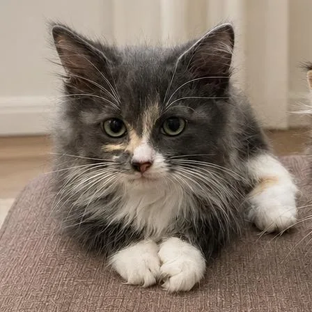 Paws Meow Meow