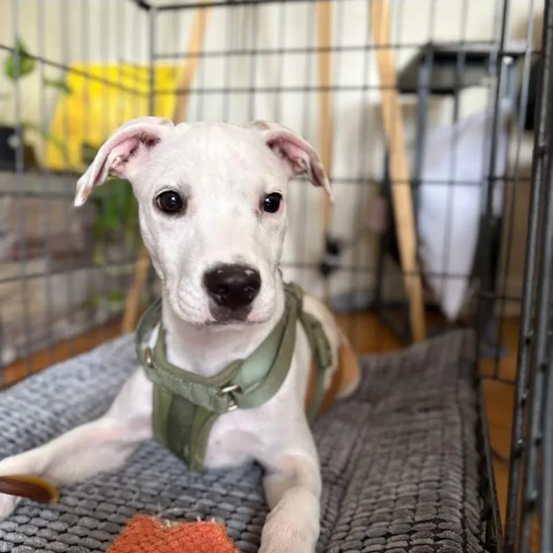 A baby medium-sized male Pit Bull Terrier dog named Steele for adoption in Philadelphia, PA