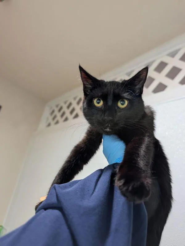 A baby small-sized female Domestic Short Hair cat named Candy Corn for adoption in Sherwood, OR