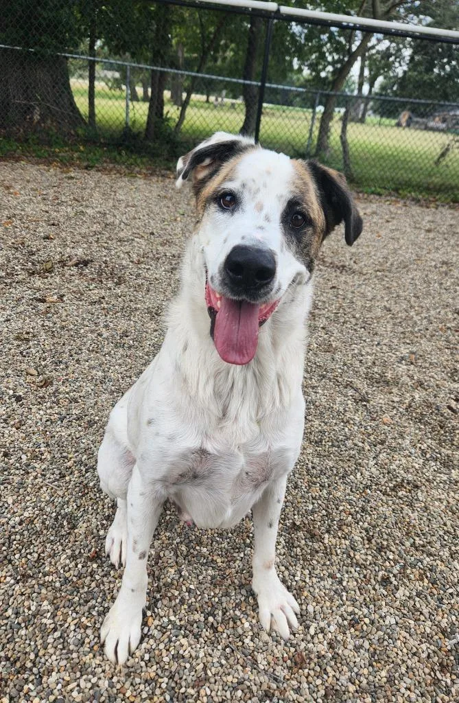An adult large-sized male Brindle Boxer dog named Odin for adoption in Benld, IL