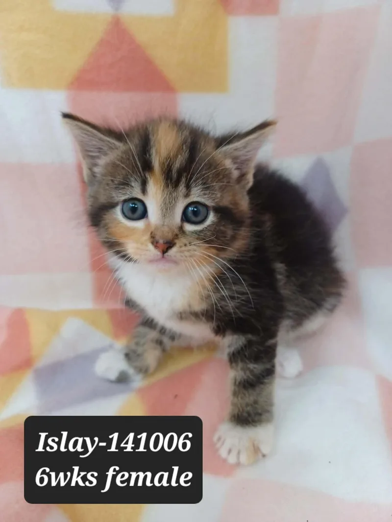 A baby small-sized female Domestic Short Hair cat named Islay for adoption in Knoxville, TN