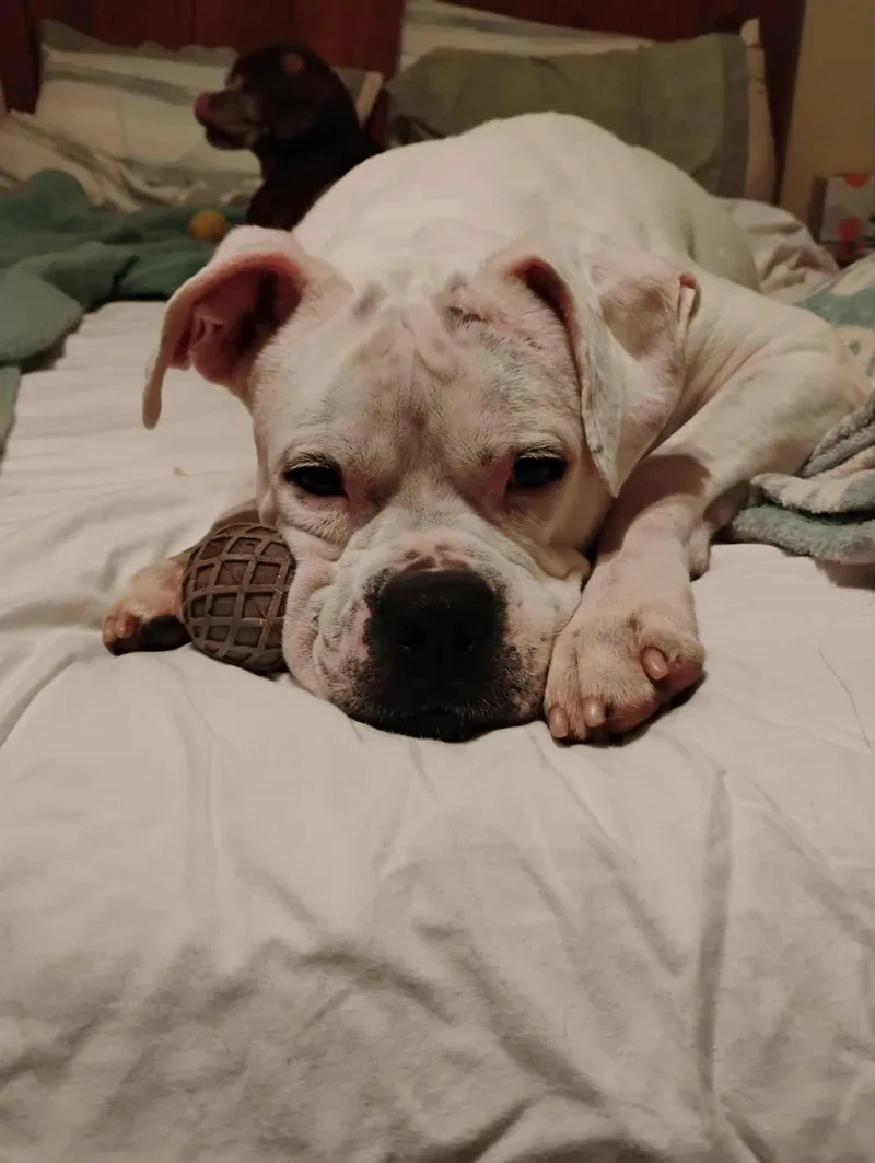 Leo  Bonded With thumbnail 2