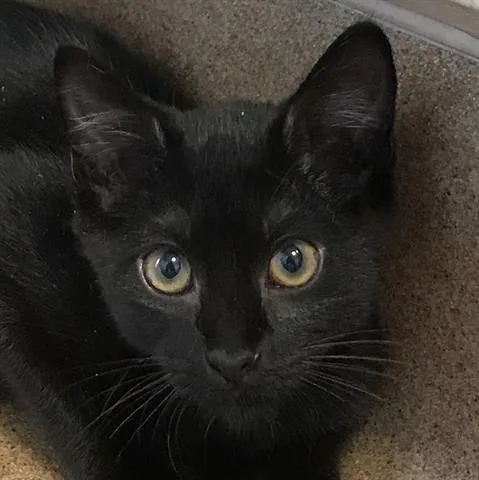 An adult small-sized female Domestic Short Hair cat named Sam for adoption in San Jose, CA