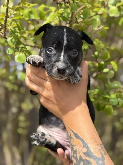 A baby medium-sized female Australian Shepherd dog named Dolly for adoption in Morton Grove, IL