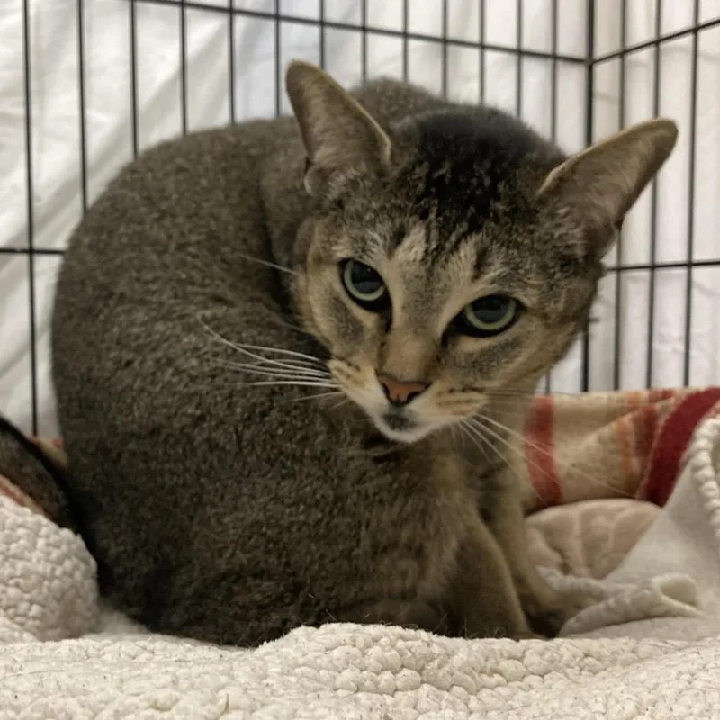 A senior large-sized female Buff / Tan / Fawn Abyssinian cat named Abby for adoption in Los Angeles, CA