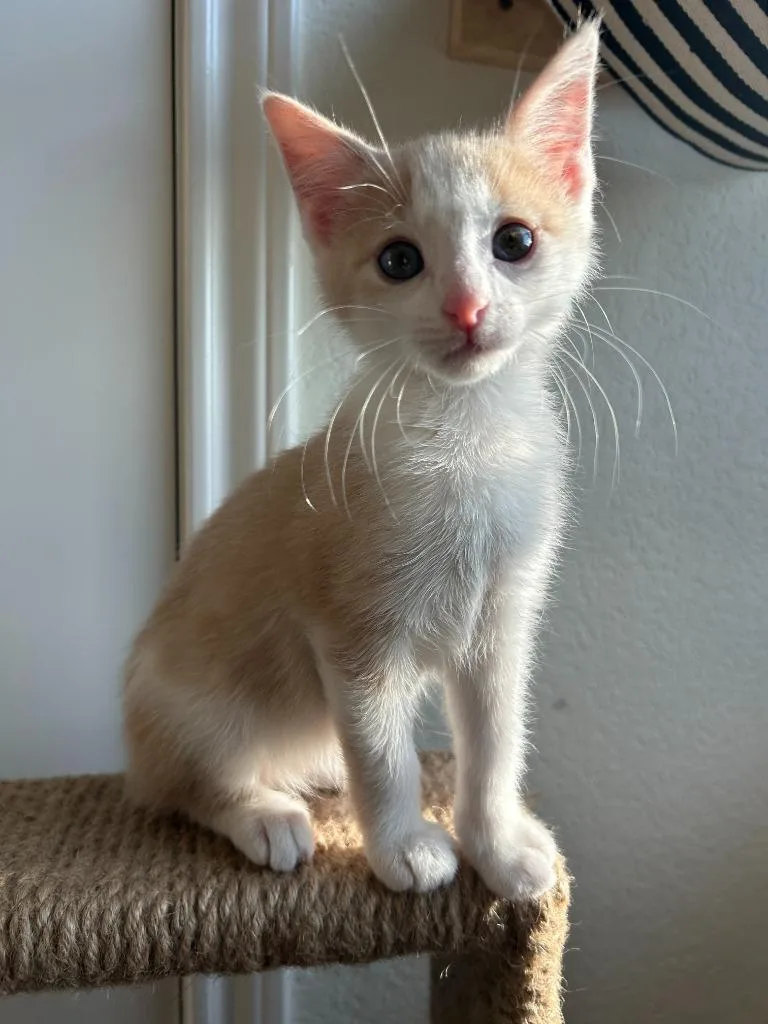 Nilla Wafer thumbnail 2