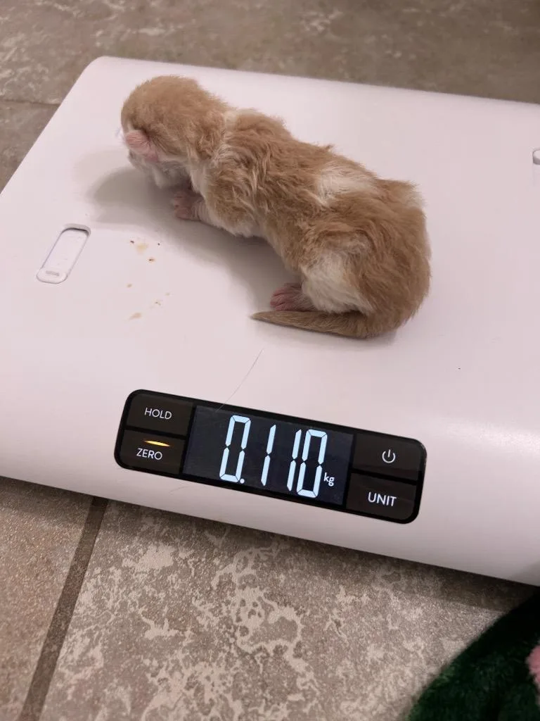 Nilla Wafer thumbnail 3