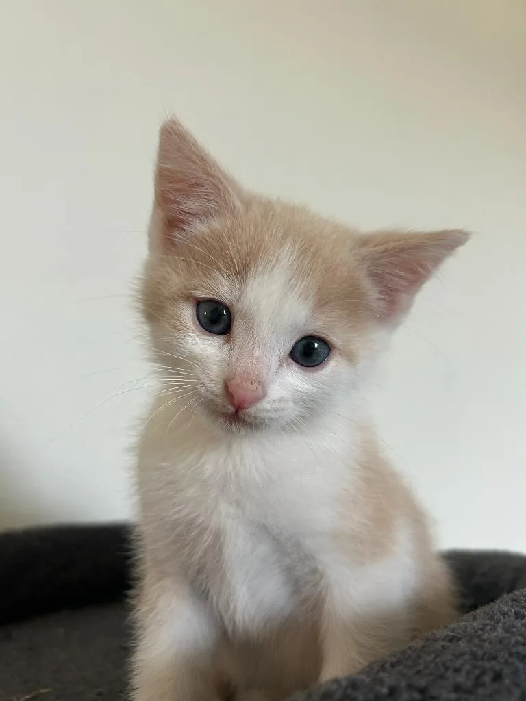 Nilla Wafer thumbnail 4