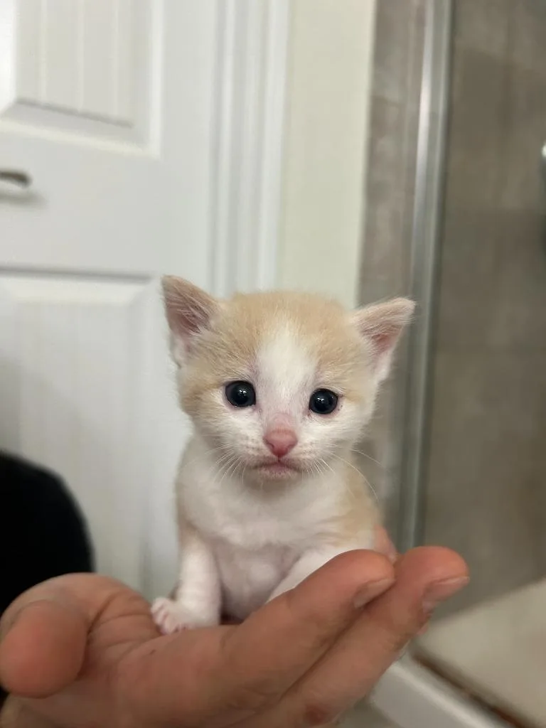 Nilla Wafer thumbnail 5