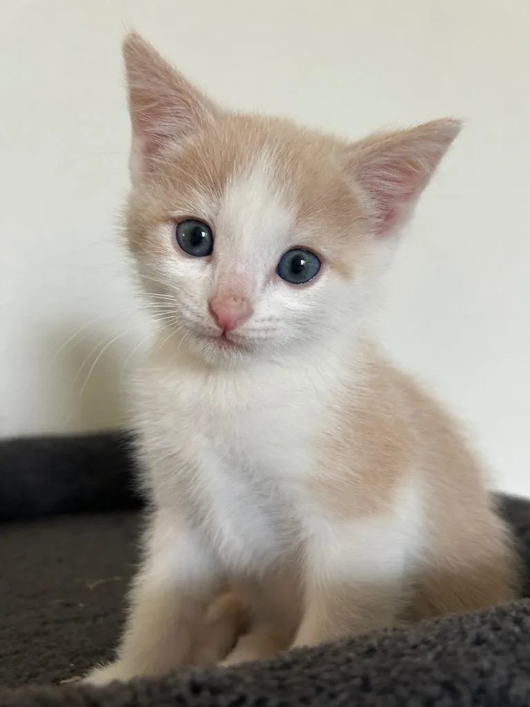 Nilla Wafer thumbnail 6