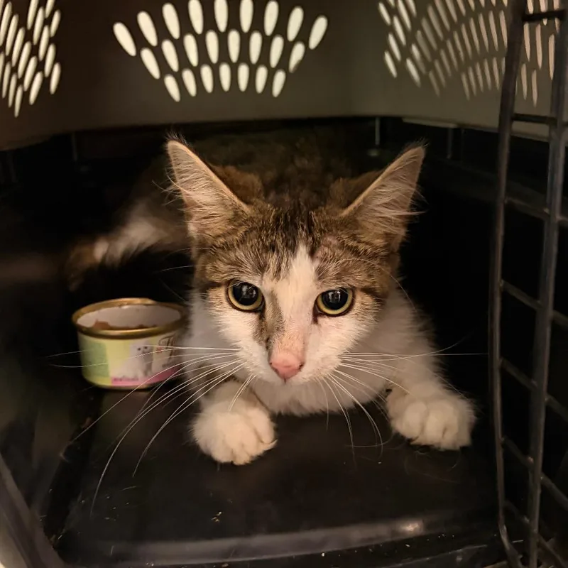 An adult small-sized female Brown / Chocolate Domestic Short Hair cat named Morgana for adoption in Franklin, NC