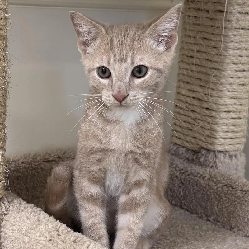 A baby small-sized male Buff / Tan / Fawn Tabby cat named Simba for adoption in East Northport, NY