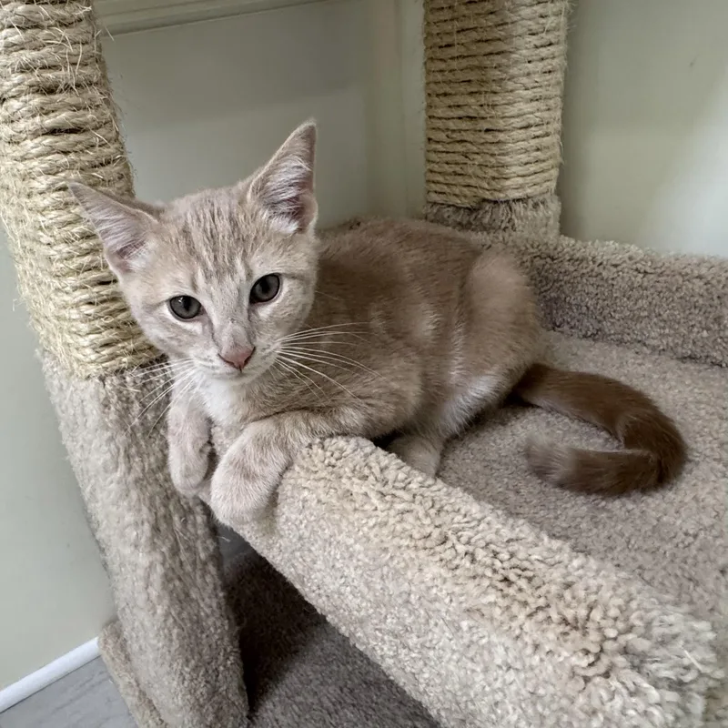 Simba thumbnail 2