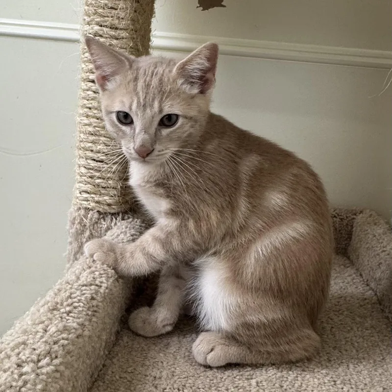 Simba thumbnail 3