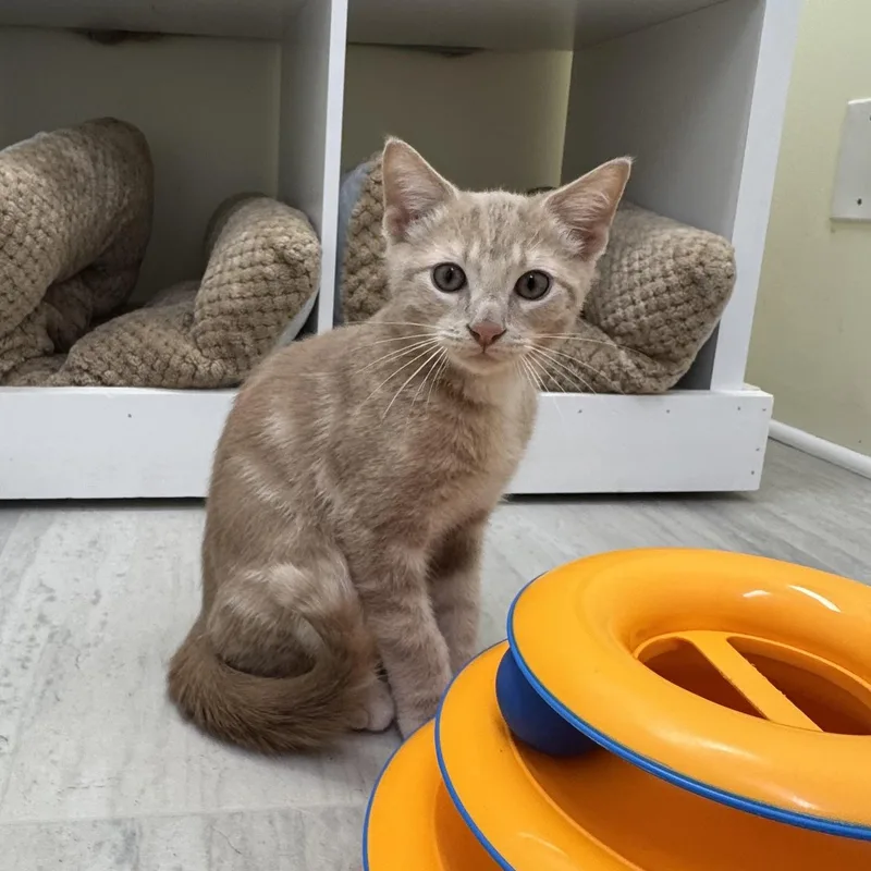 Simba thumbnail 5