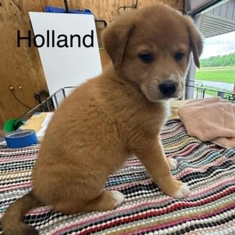 A baby medium-sized female Brown / Chocolate Mixed Breed dog named Holland for adoption in Alexandria, VA