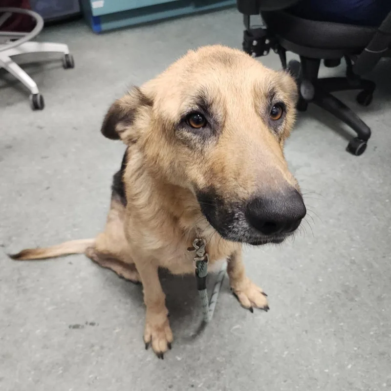An adult medium-sized male German Shepherd Dog dog named Milo for adoption in Tampa, FL