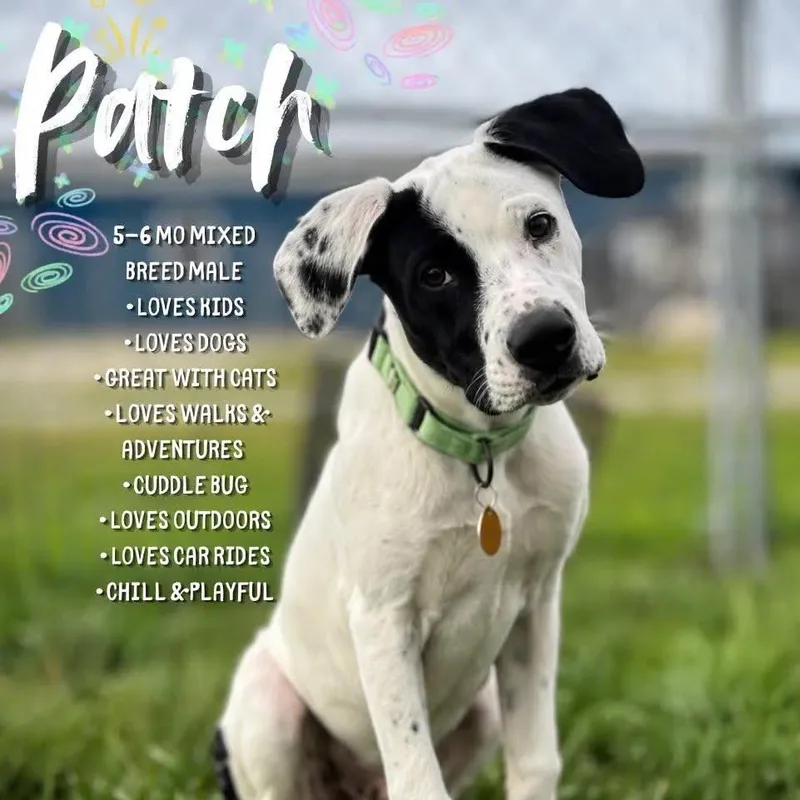 A young medium-sized male White / Cream Mixed Breed dog named Patch for adoption in Saint Charles, MO