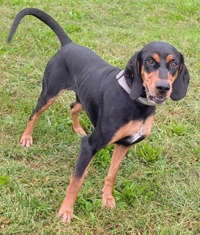 A young medium-sized male Black and Tan Coonhound dog named Razor for adoption in Akron, OH