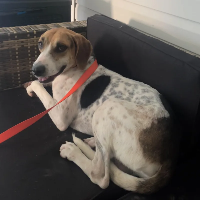 A young medium-sized male Tricolor (Brown, Black, & White) Hound dog named Ringo for adoption in Hammond, LA