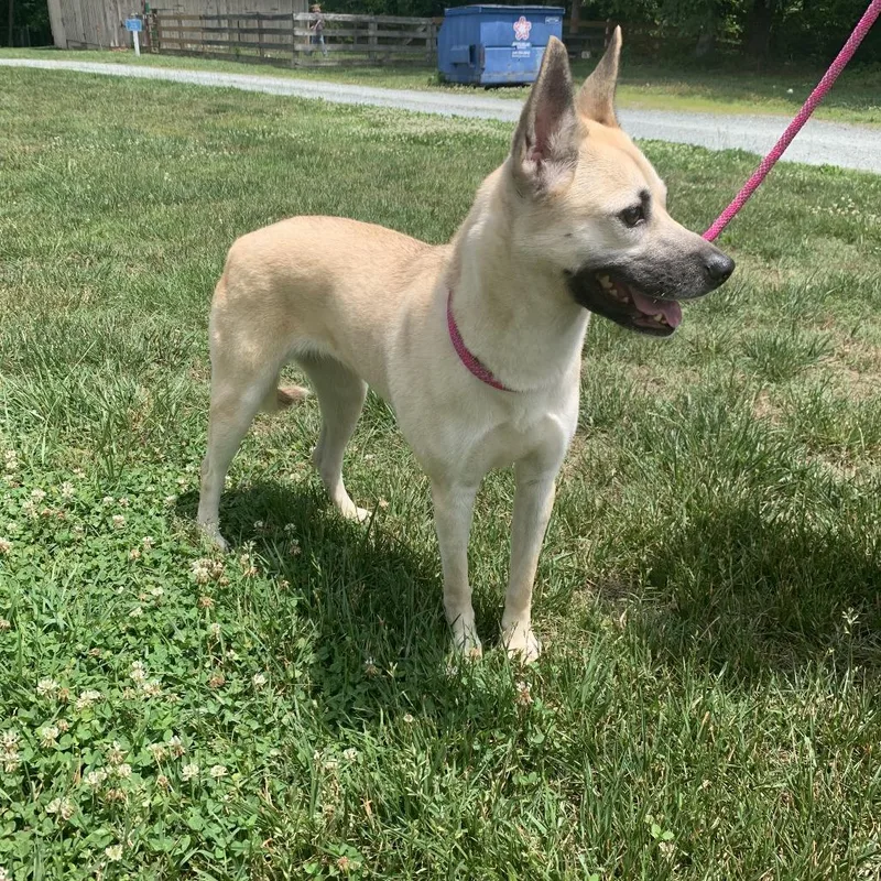 An adult medium-sized female White / Cream Mixed Breed dog named Kory for adoption in Mebane, NC