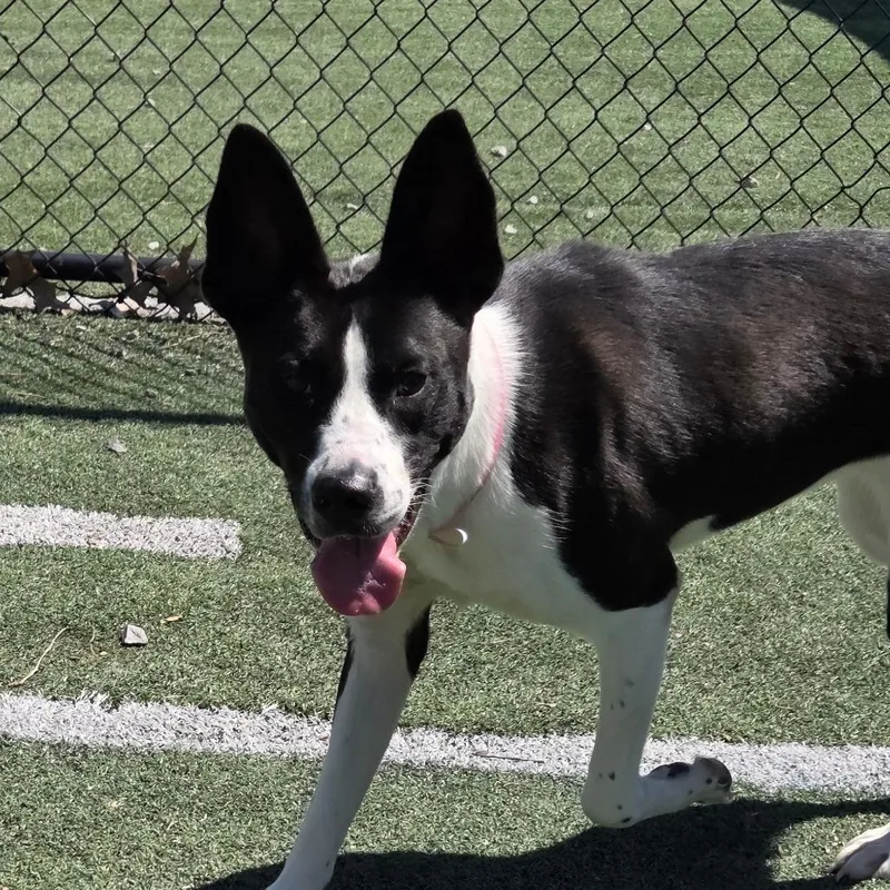 A young large-sized female Black Mixed Breed dog named Kadence for adoption in Memphis, TN