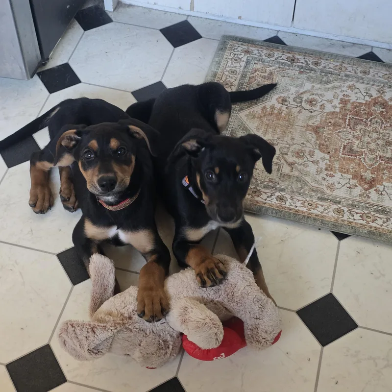 A baby medium-sized male Black Doberman Pinscher dog named Loaf And Prancer for adoption in Santa Barbara, CA