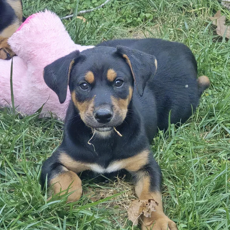 Loaf And Prancer thumbnail 2