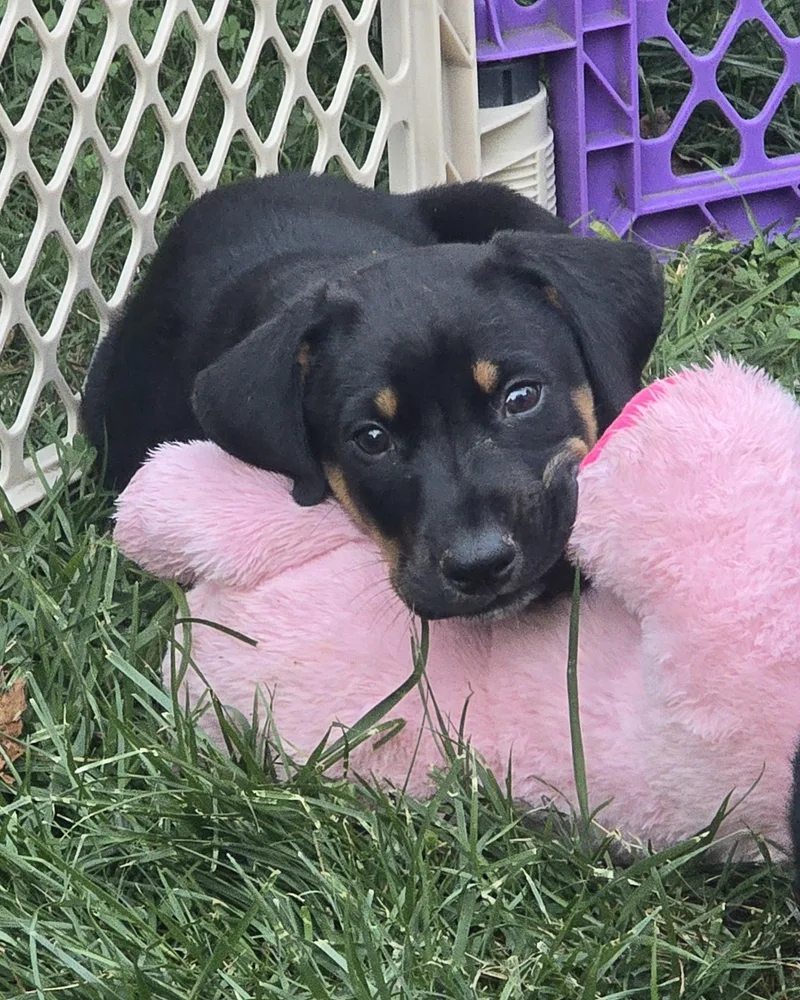 Loaf And Prancer thumbnail 3