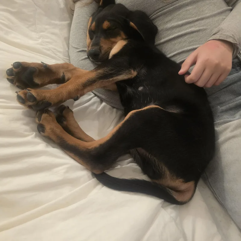 Loaf And Prancer thumbnail 4