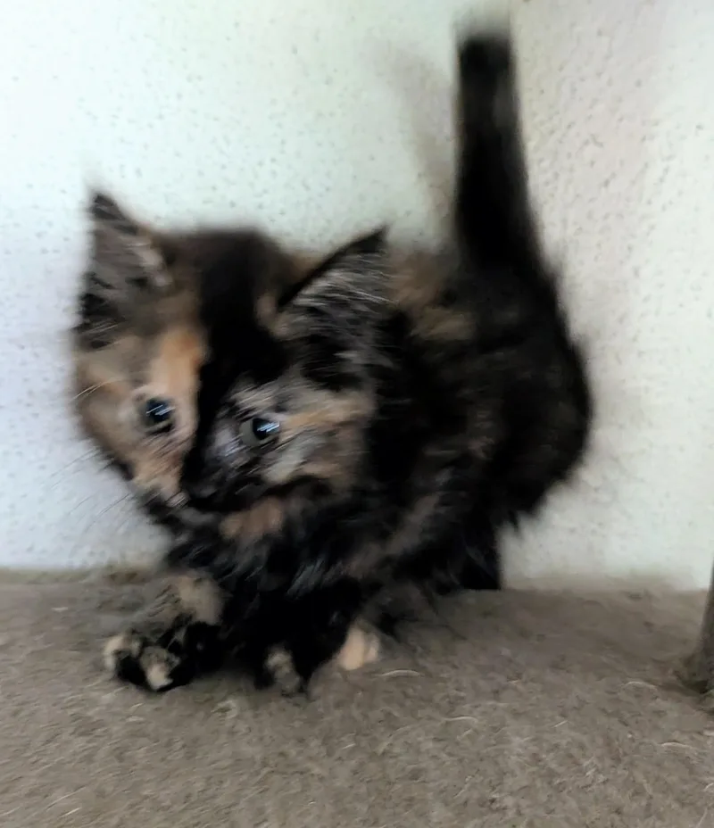 A baby medium-sized female Black Tortoiseshell cat named Sabrina for adoption in Brainerd, MN