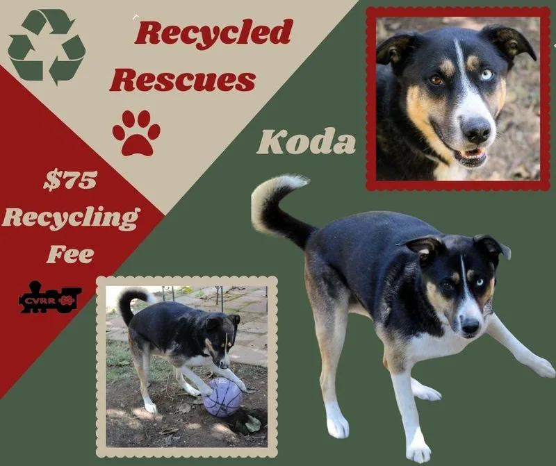 An adult large-sized female Shepherd dog named Koda for adoption in LINDSAY, CA