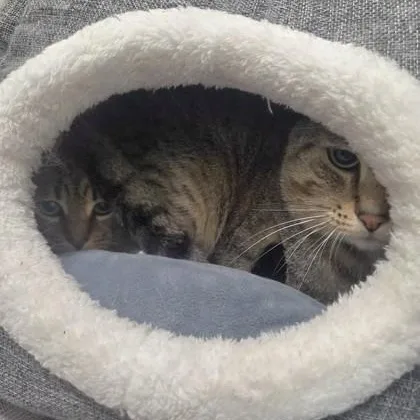 An adult medium-sized male Domestic Short Hair cat named Little B & Mr. for adoption in Worcester, MA