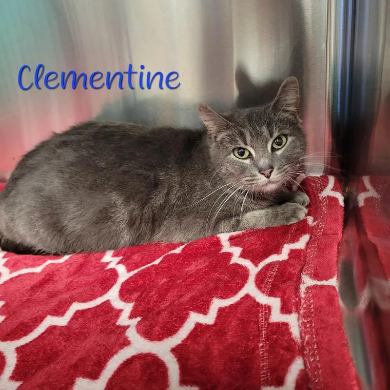 Clementine thumbnail 2