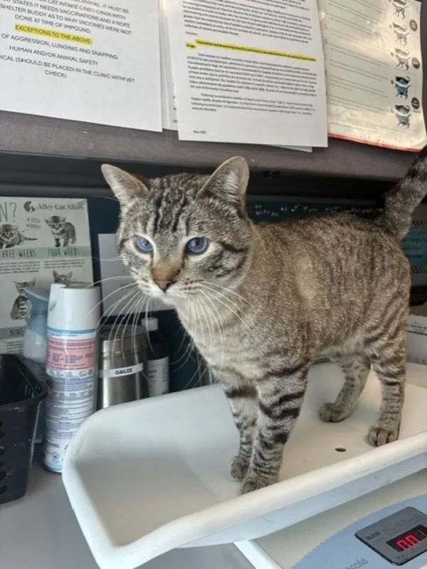 An adult small-sized male Domestic Short Hair cat named Blorbo for adoption in Salt Lake City, UT
