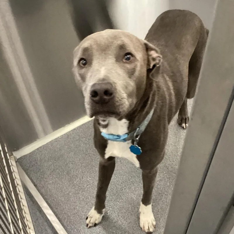 A young medium-sized male Gray / Blue / Silver Terrier dog named Oliver for adoption in Montgomery, AL