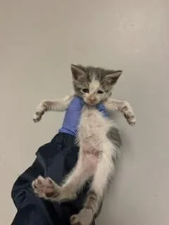 A baby small-sized male Domestic Short Hair cat named Zoodles for adoption in Miami, FL