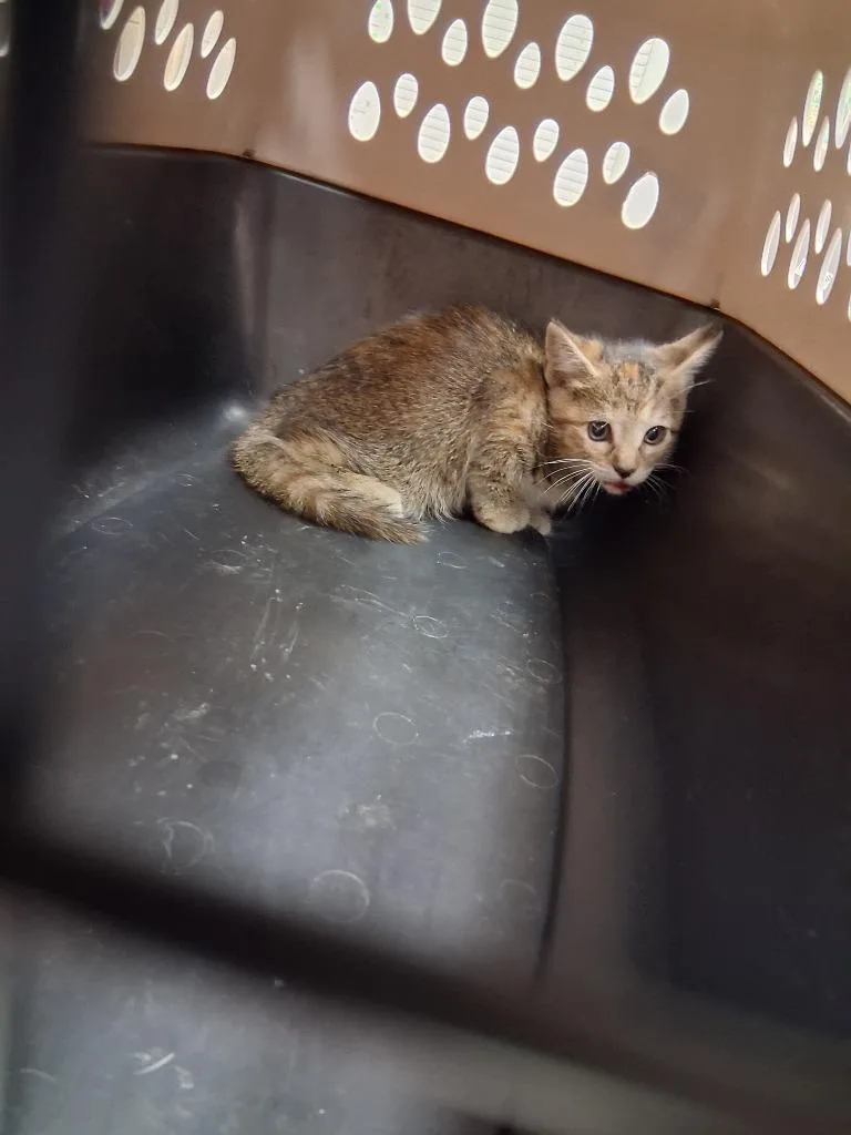 A baby small-sized male Domestic Short Hair cat named Lumus for adoption in Ada, OK