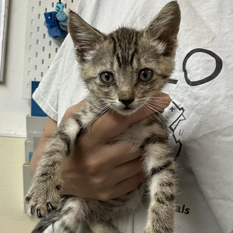 A baby small-sized male Brown / Chocolate Domestic Short Hair cat named Kai for adoption in Point Richmond, CA