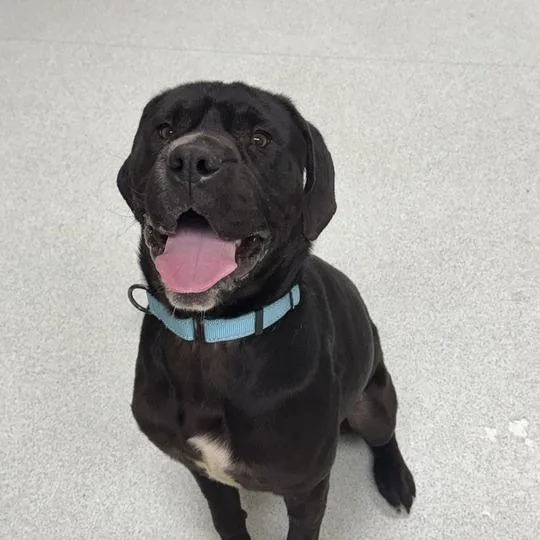 A young medium-sized female Black Shar-Pei dog named Candy for adoption in Springfield, MA