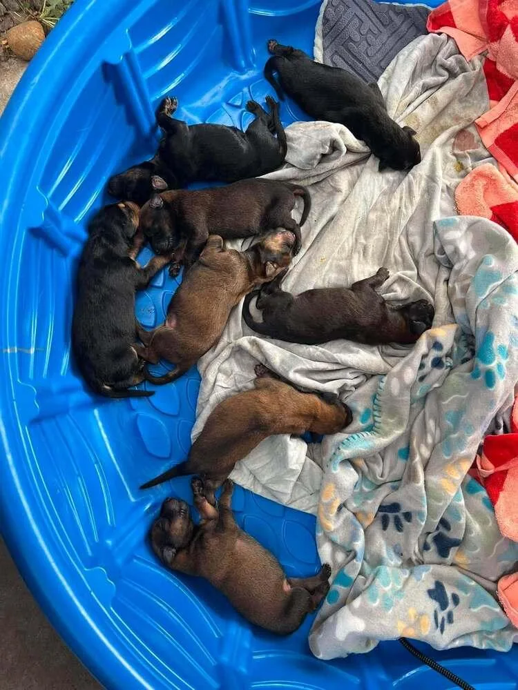 A baby small-sized male Tricolor (Brown, Black, & White) Belgian Shepherd / Malinois dog named New Light Litter Vespar for adoption in Imlay City, MI