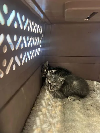 A baby small-sized female Domestic Short Hair cat named Zippy for adoption in Fishers, IN