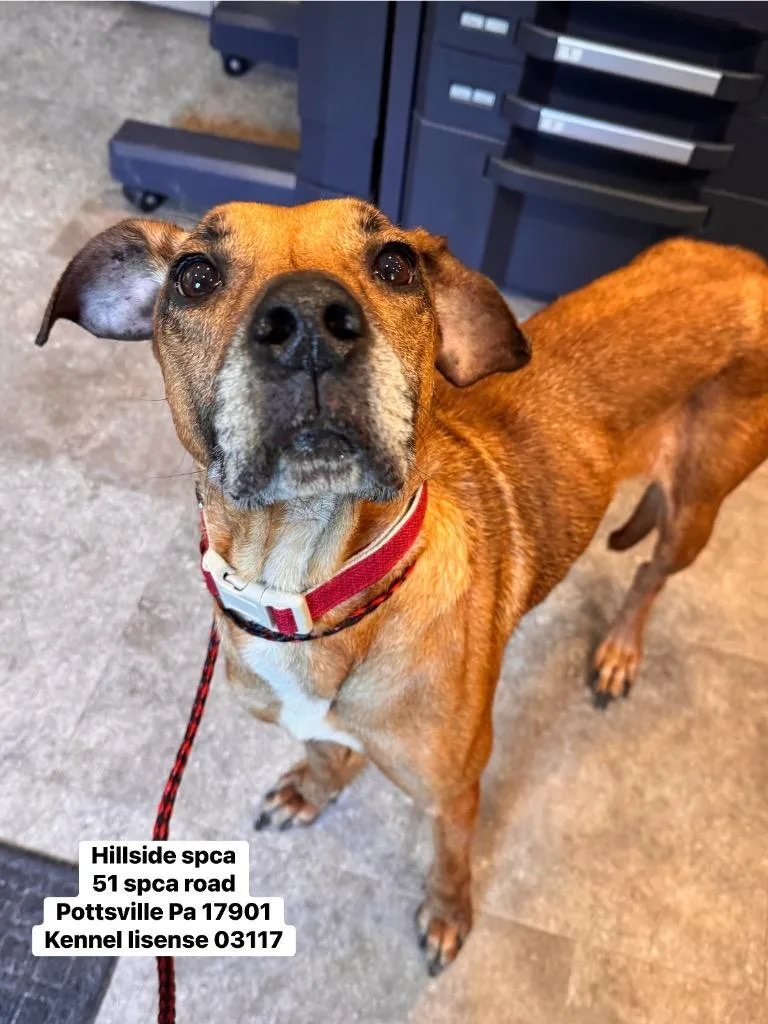An adult large-sized female Doberman Pinscher dog named Koi for adoption in Pottsville, PA
