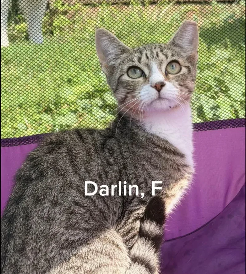 A baby small-sized female Domestic Short Hair cat named Darlin for adoption in Shrewsbury, MA