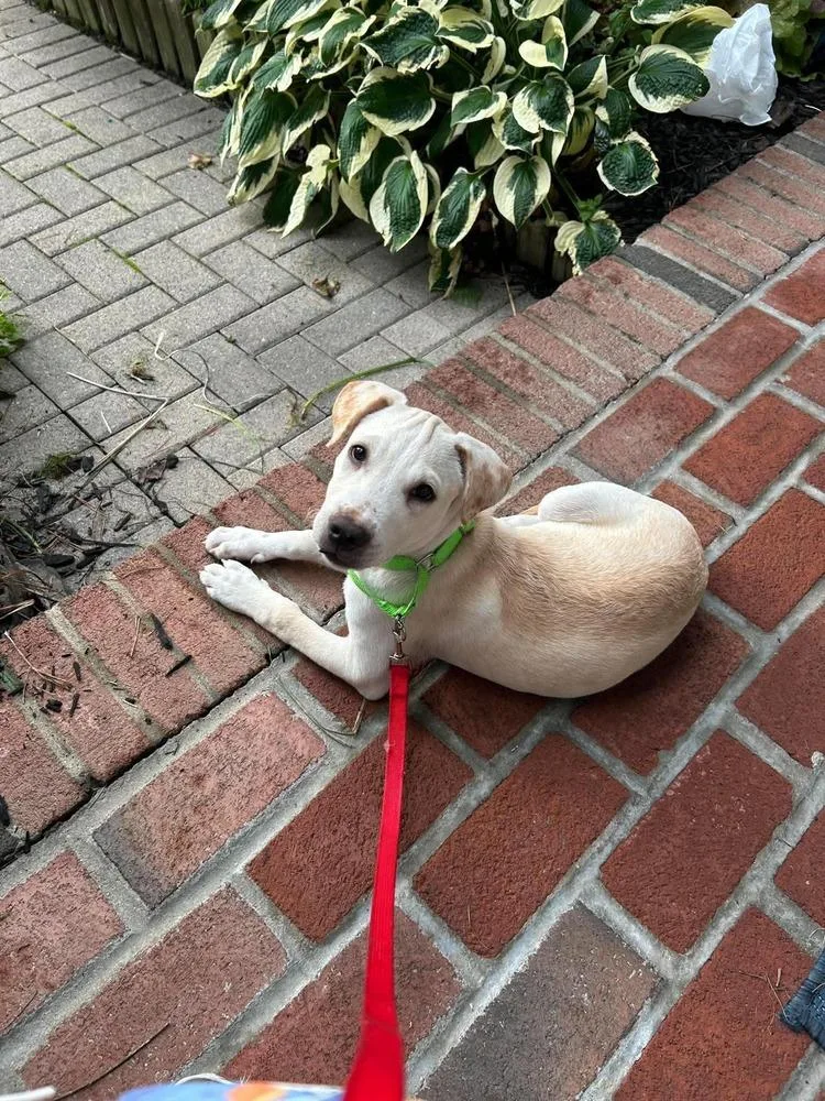 A baby medium-sized male White / Cream Retriever dog named Luigi for adoption in Valley Stream, NY