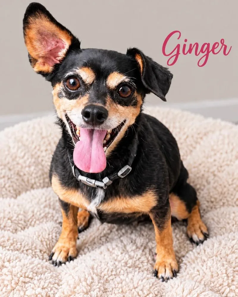 Ginger Bonded with Lucky thumbnail 2